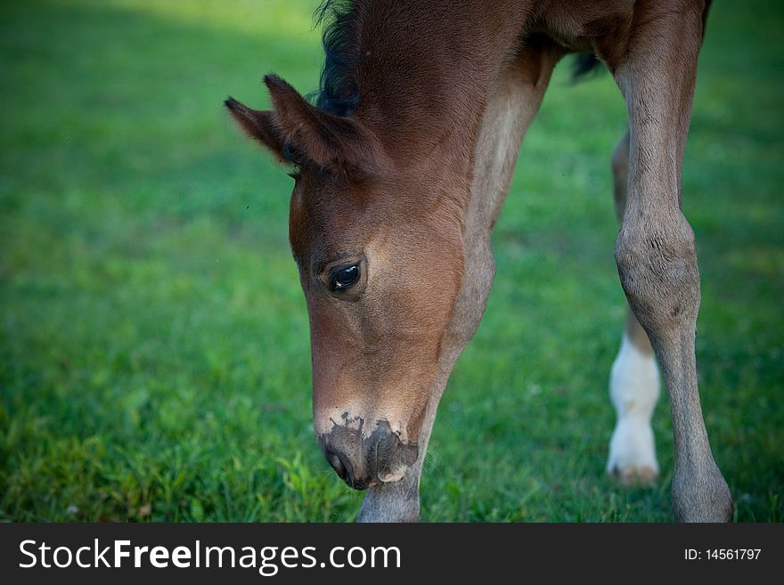 Foal in pasture ears up and grazing. Foal in pasture ears up and grazing