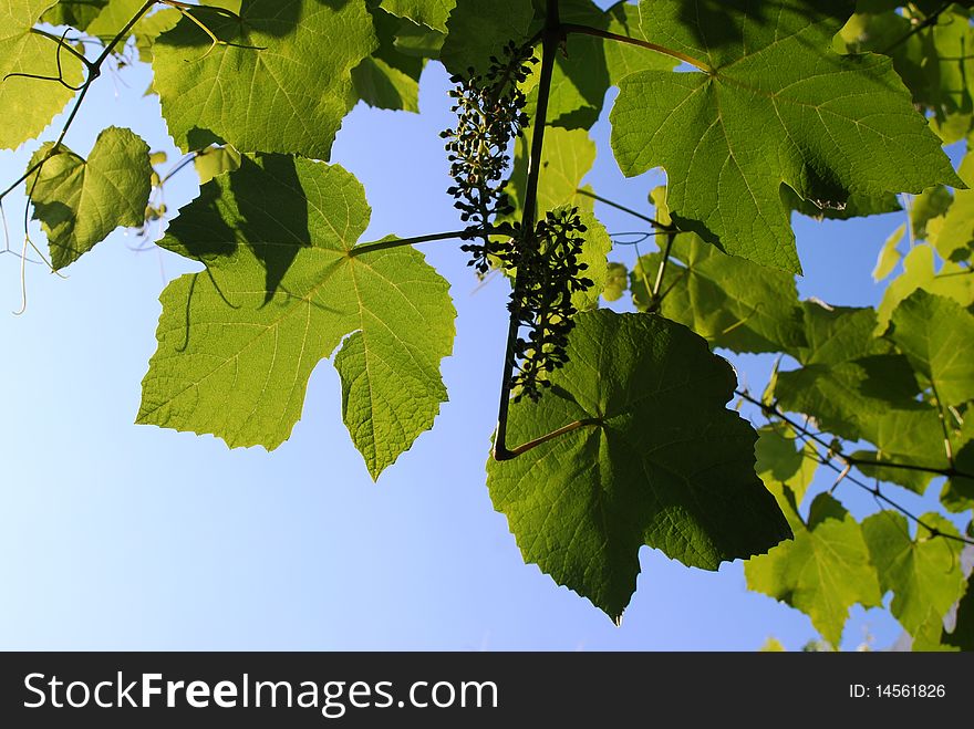 Grape Leaves