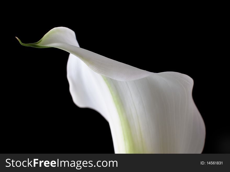 White calla bloom in the black backbround. White calla bloom in the black backbround