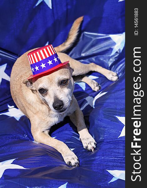 Mexican Chihuahua wearing patriotic hat on blue and white stars background. Mexican Chihuahua wearing patriotic hat on blue and white stars background.