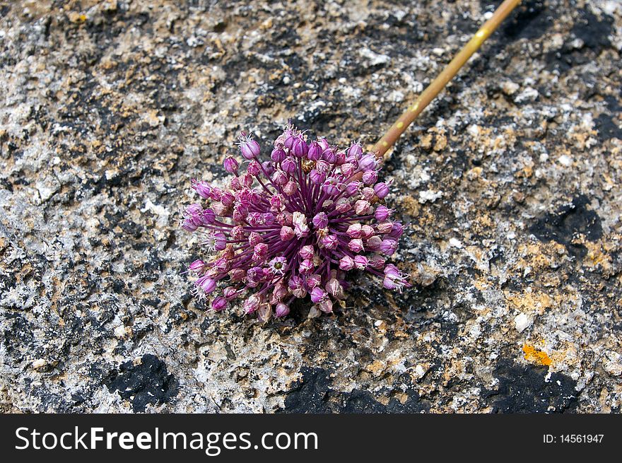 Purple Flower Of Wild Garlic.