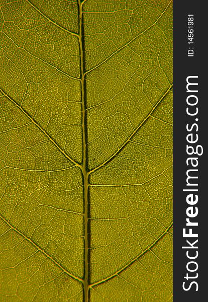 Closeup image of green leaf structure, with veins and cells. Closeup image of green leaf structure, with veins and cells