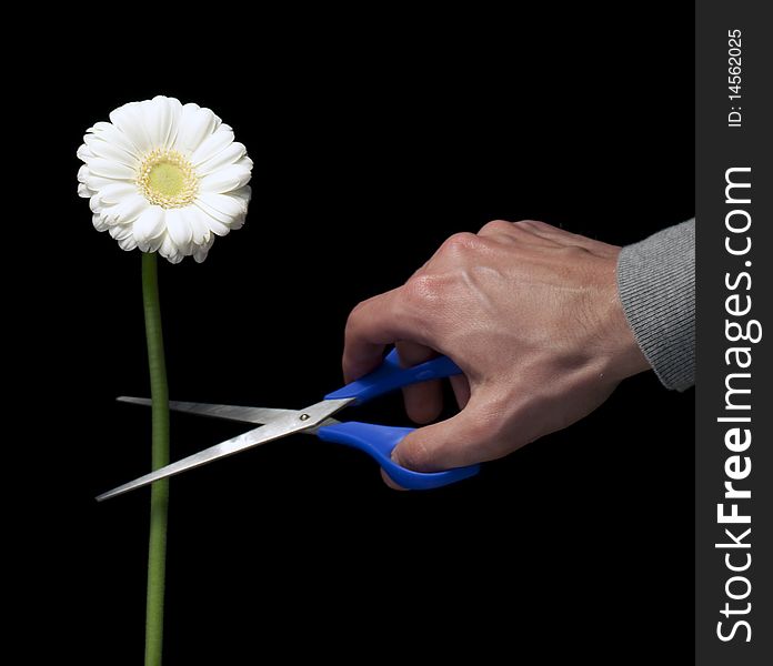 One white flower being cut with a pair of blue scissors