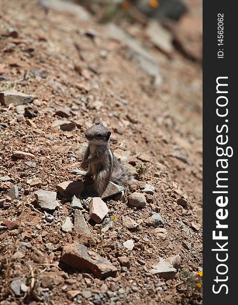 Small ground squirrel among stones and flowers