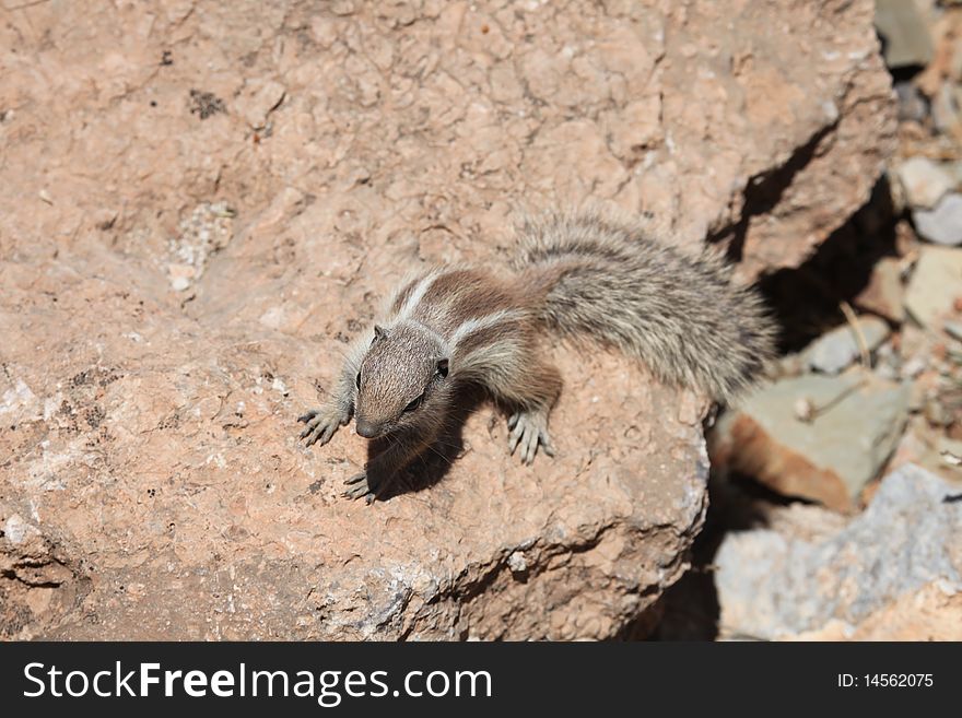 Small ground squirrel with bushy tail