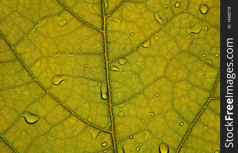 Closeup image of green leaf structure, with veins and cells. Closeup image of green leaf structure, with veins and cells