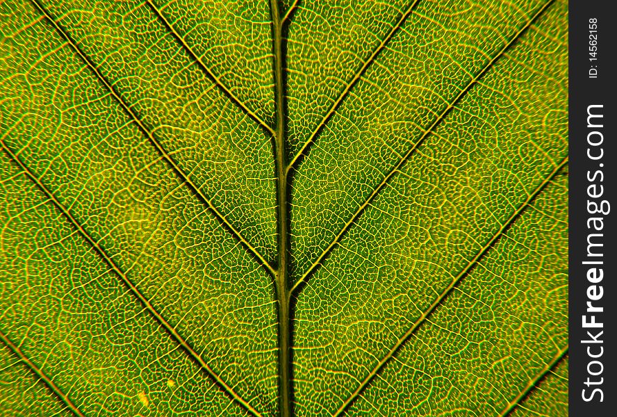 Closeup image of green leaf structure, with veins and cells. Closeup image of green leaf structure, with veins and cells