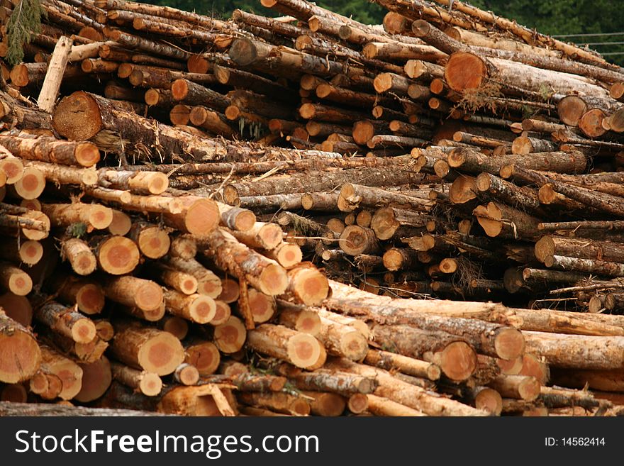 Fresh Cut Logs in the Logging yard