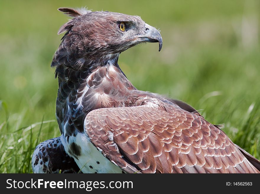 Predatory bird sitting in the grass looking over it's shoulder. Predatory bird sitting in the grass looking over it's shoulder