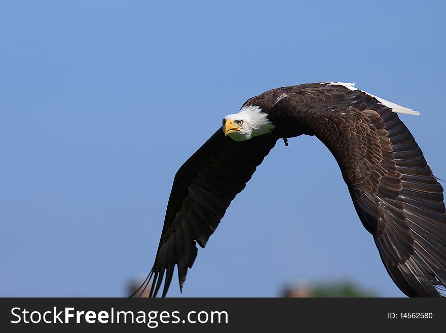 Beautiful bald eagle flying against blue sky