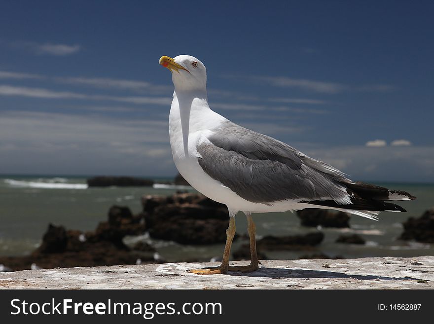 Proud Cormorant On Ocean Background