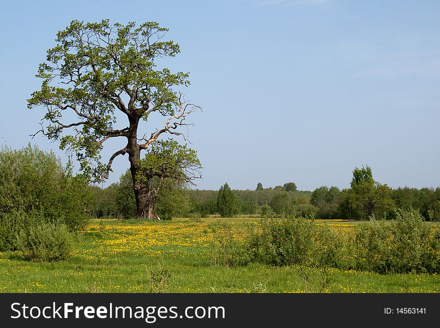 Summer meadow with dandelion flower and tree