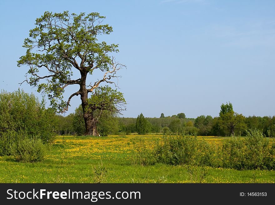 Summer meadow with dandelion flower and tree