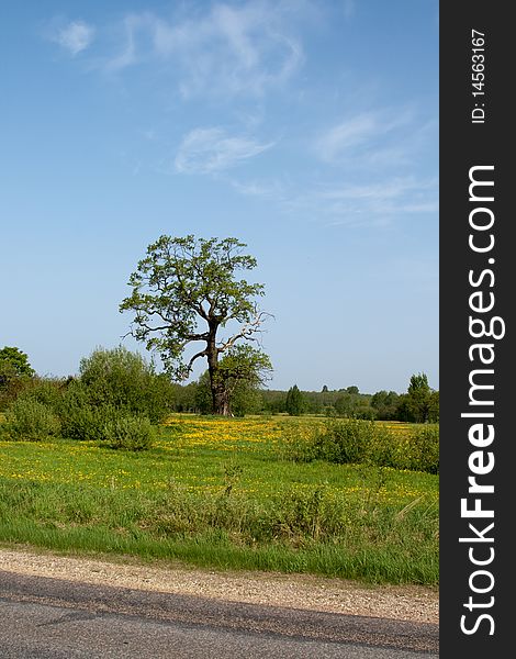 Summer meadow with dandelion flower and tree