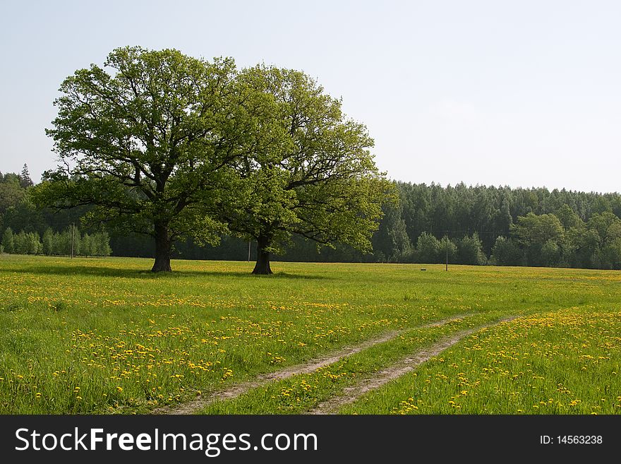 Summer meadow with dandelion flower and tree