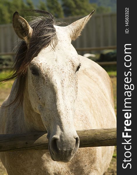 First floor of a horse tied to the fence