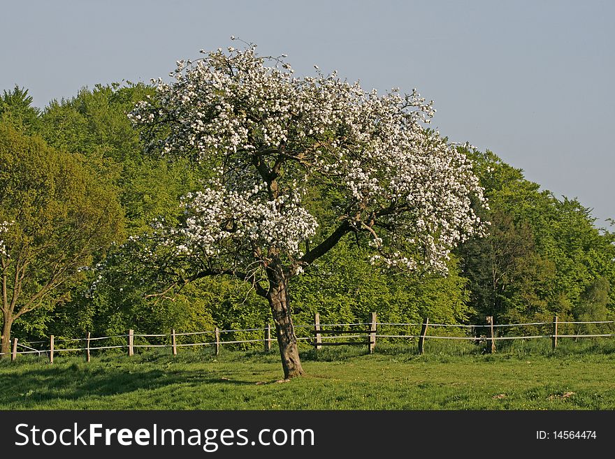 Apple tree in spring, Lower Saxony, Germany