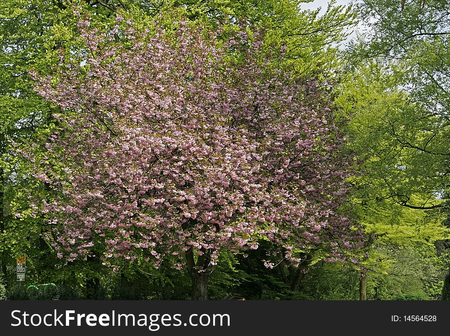 Japanese cherry tree in spring, Germany