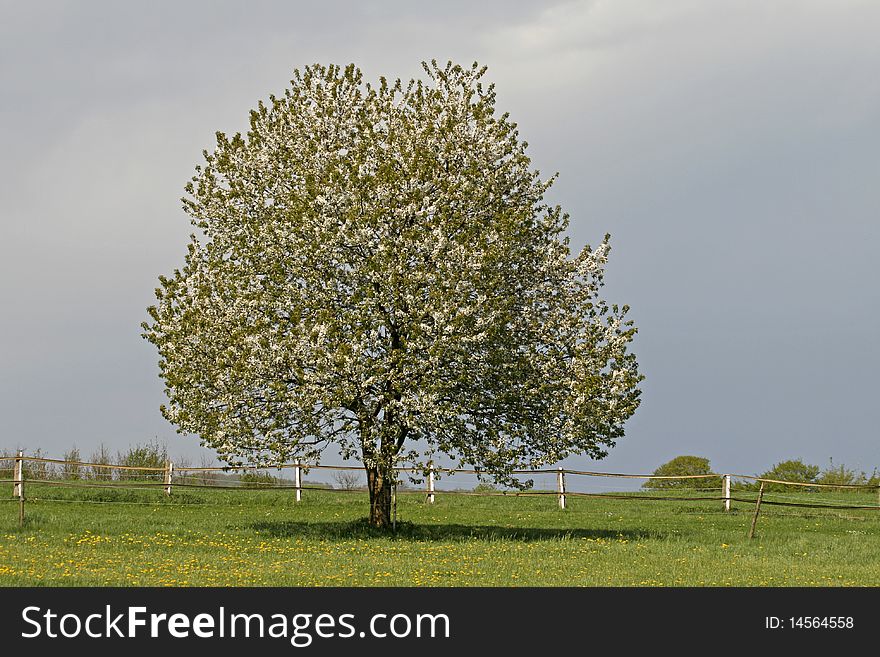 Cherry tree in spring, Lower Saxony, Germany, Europe