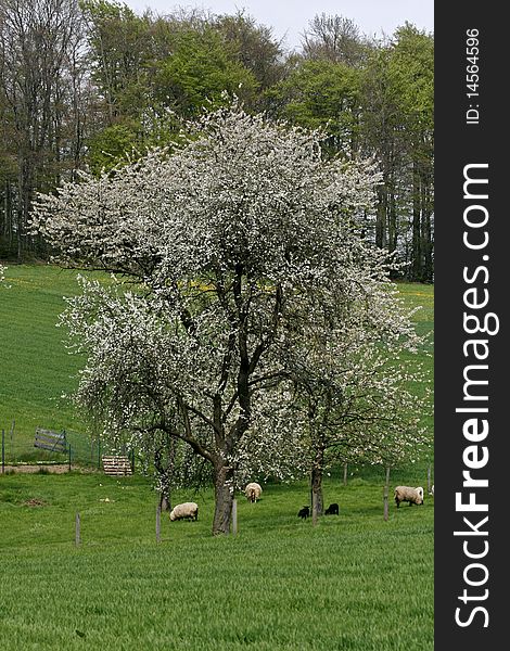 Cherry tree in spring with sheeps, Germany