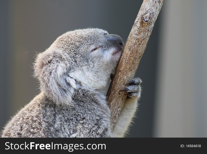 Koala photo taken in Australia