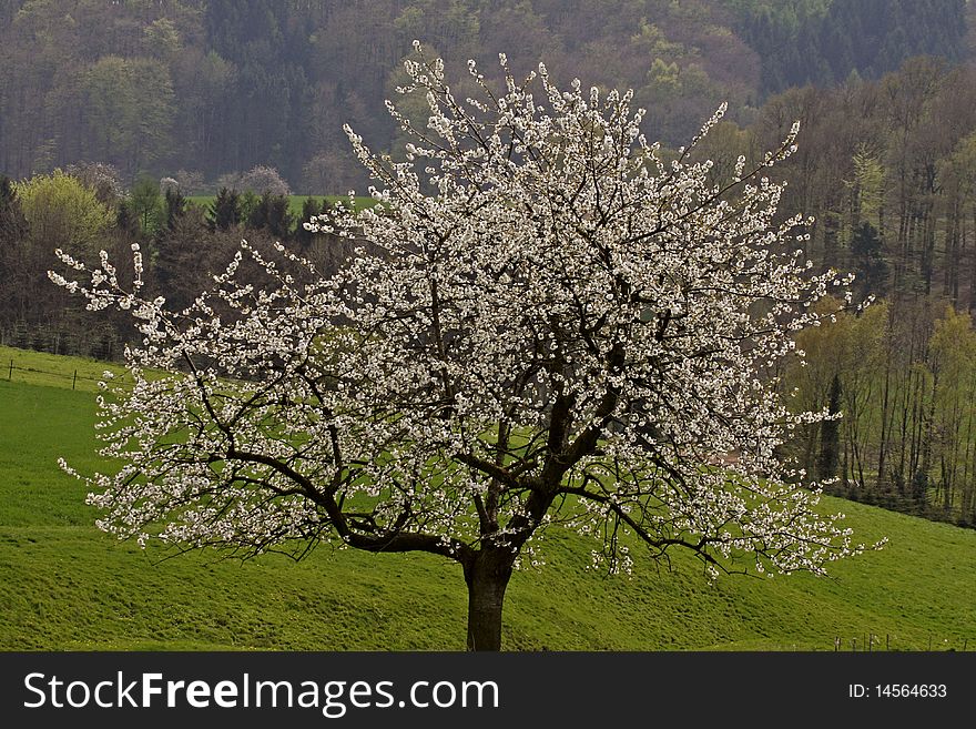 Cherry Tree In Hagen, Germany