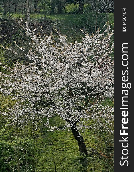 Cherry Tree In Spring, Lower Saxony, Germany