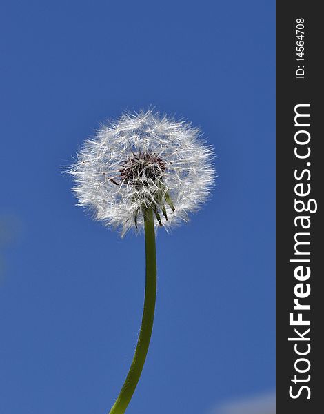 A dandelion in blue background.