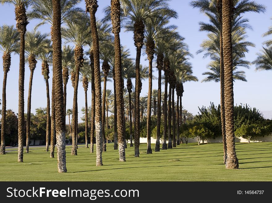 Rows of palm trees in a lush golf course