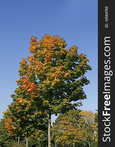 Maple tree (Acer) in autumn in Germany