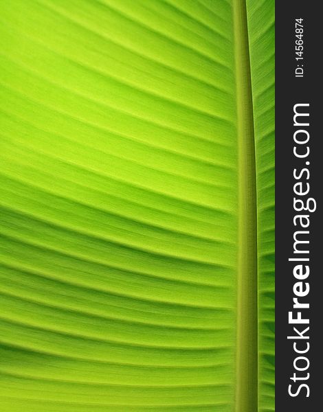 A green banana leaf background with lines