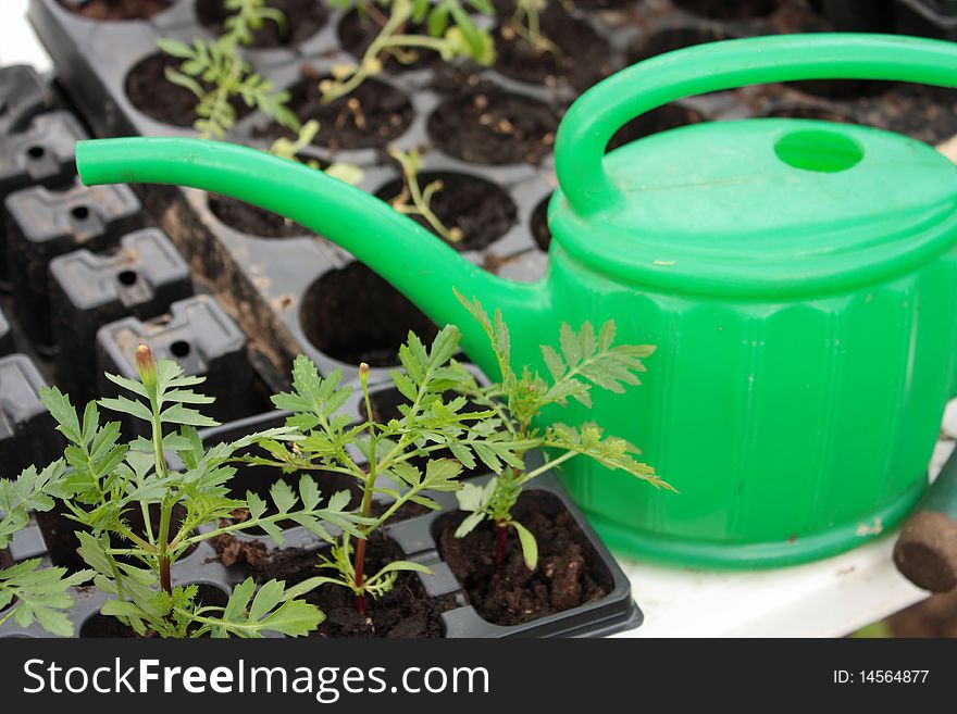 Watering can and young plants. Watering can and young plants