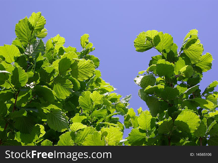 Green Leaves Against Sky