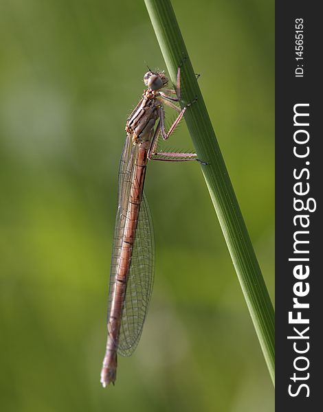 The macro of the white-legged damselfly (platycnemis Pennipes)