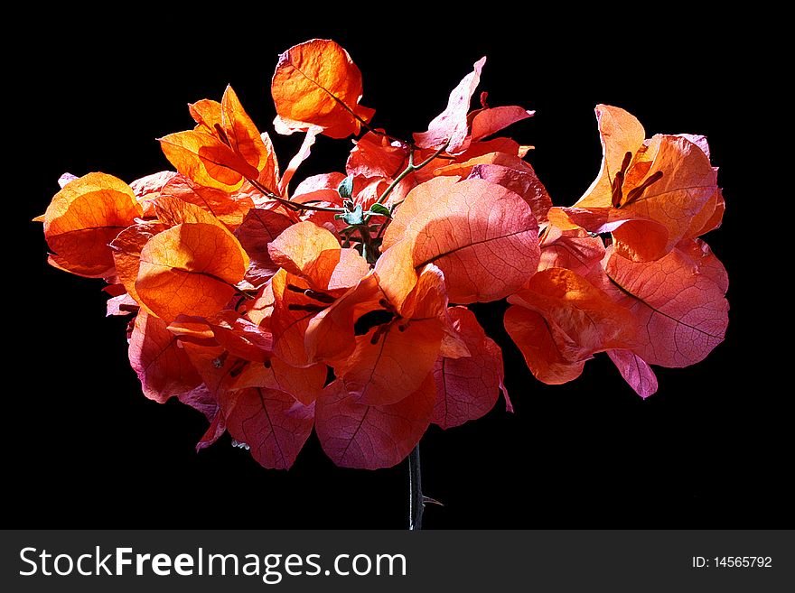 Blossoming ornamental plant used as a green hedge on a black background.