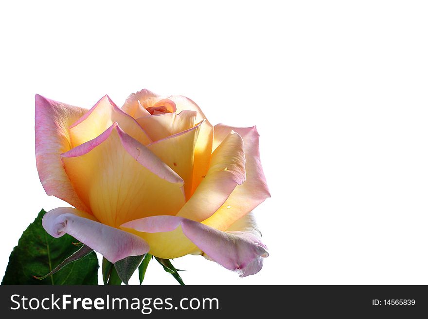 Yellow-pink rose in back light on a white background.