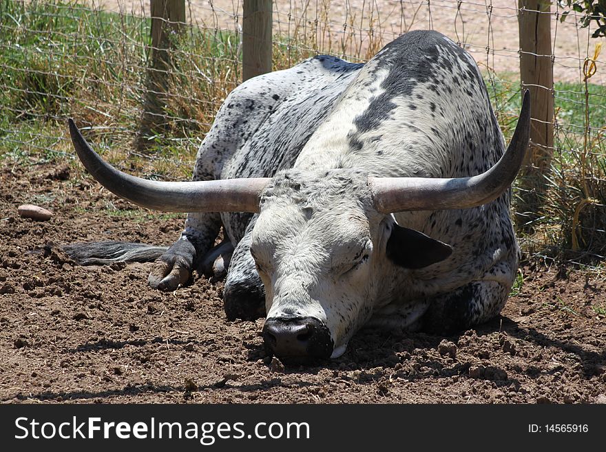 Long Horn Steer taking a nap