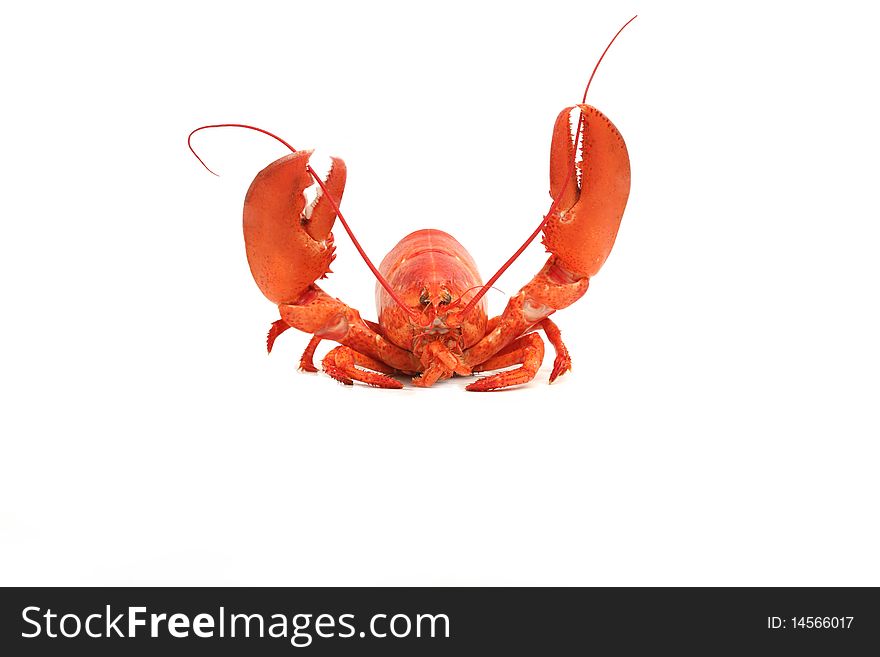 Lobster Say Hi