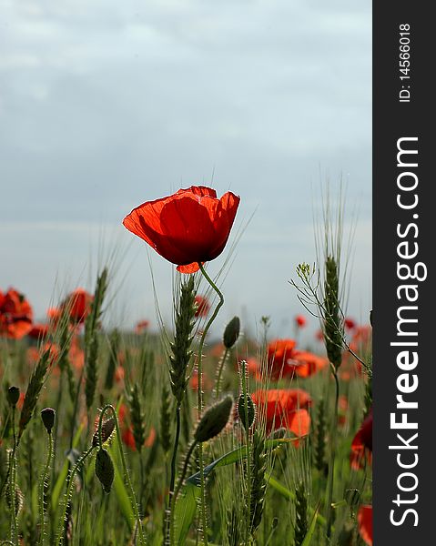 Field Of Red Poppies