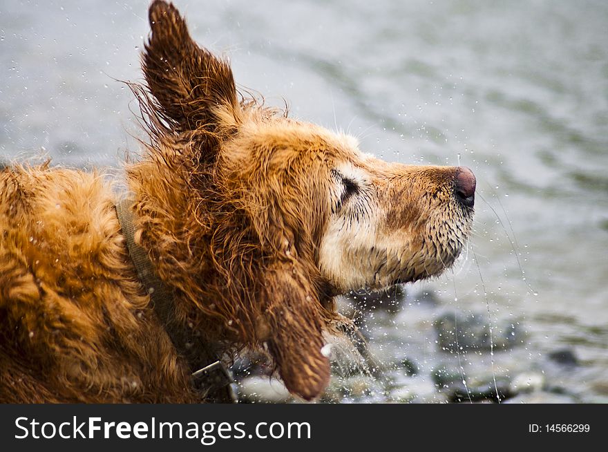 Golden Retriever shaking off water after playing in a river