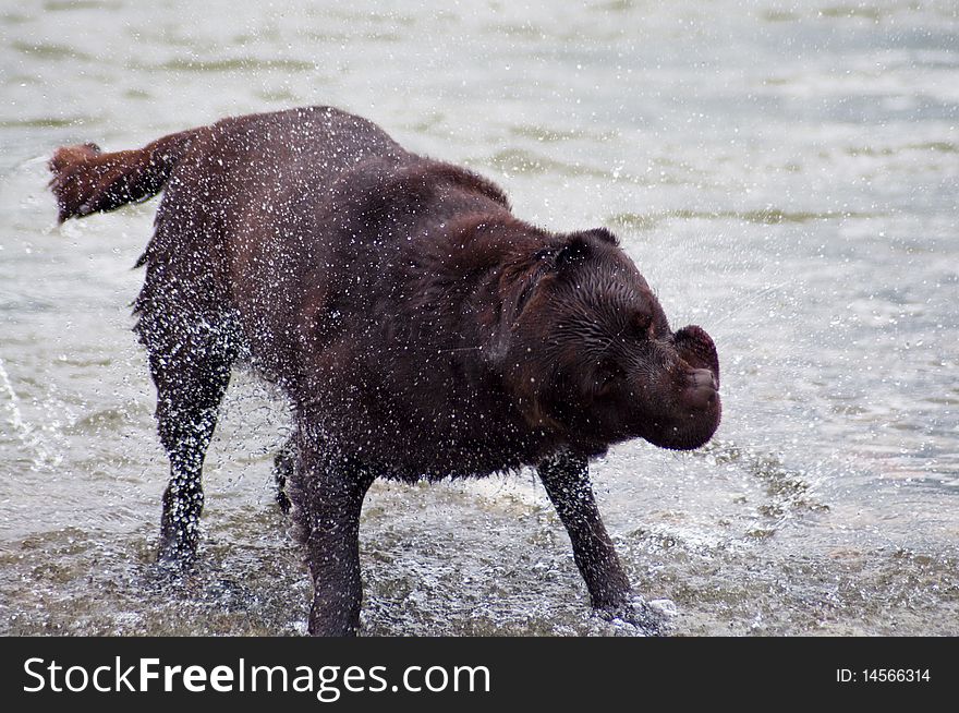 Labrador Retriever shaking off the water after swimming in the river. Labrador Retriever shaking off the water after swimming in the river