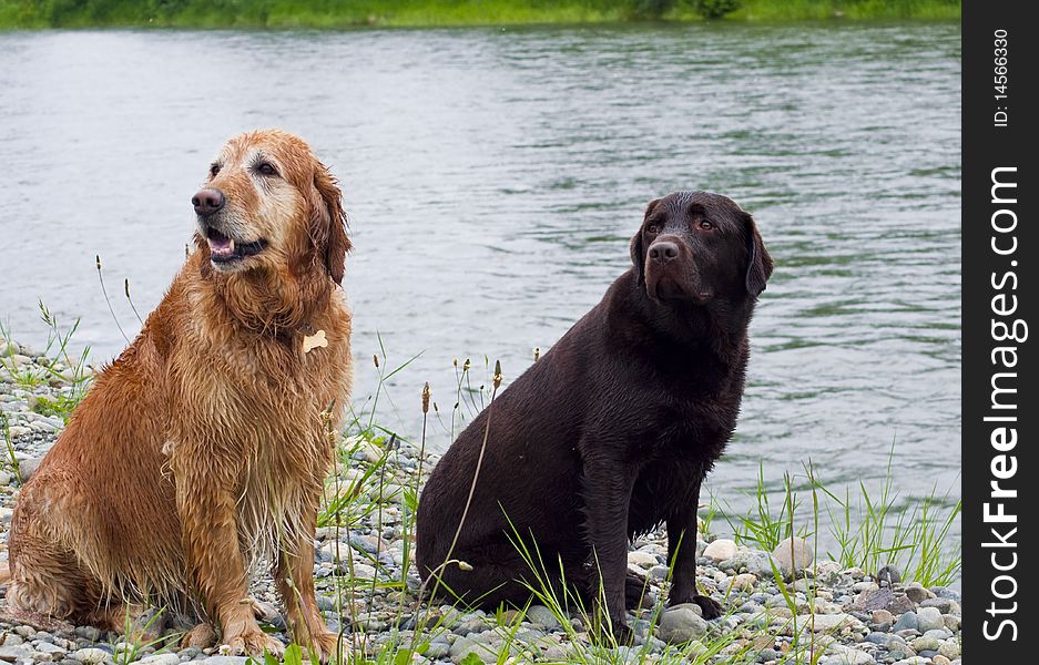 Golden and Labrador Retriever sitting by a river