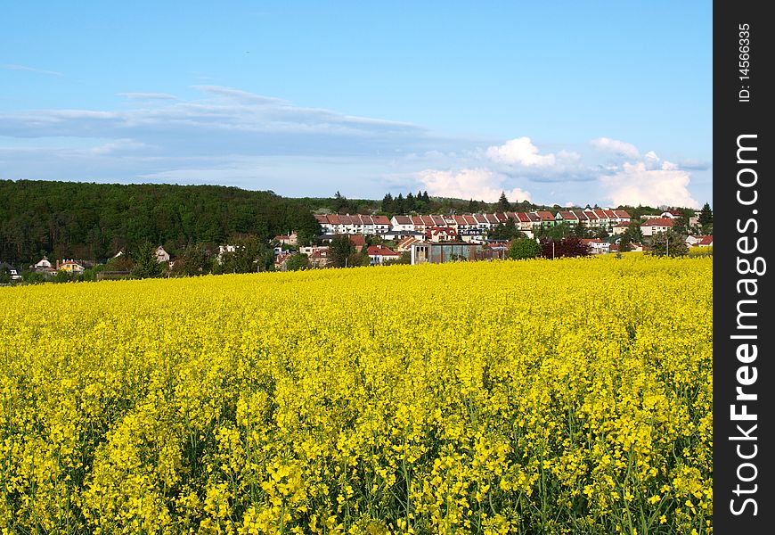 Yellow meadow with a village in the background.