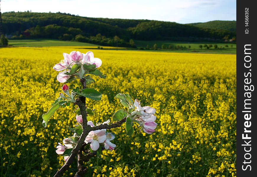 The apple tree in blossom. Yelow meadow in background.