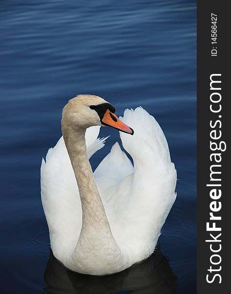 Swan In A Lake
