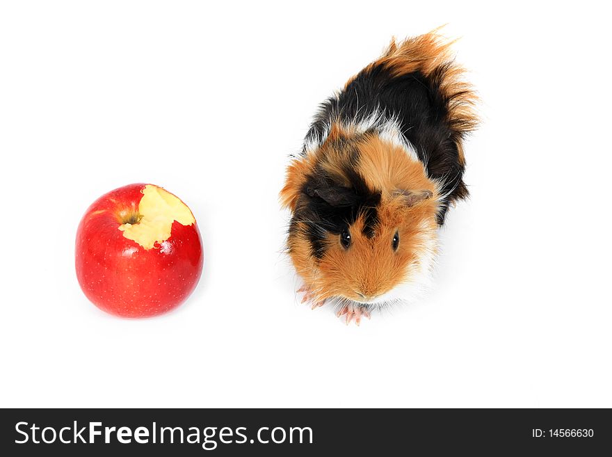 Adorable guinea pig pet with apple on a white background