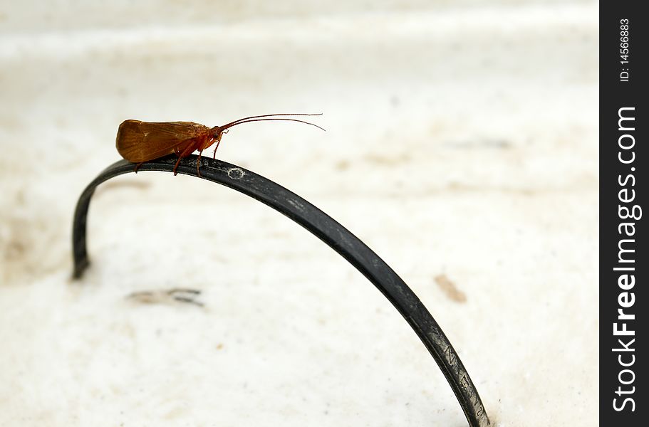 Sedge flew to my stripping basket and suprise me while i was fishing