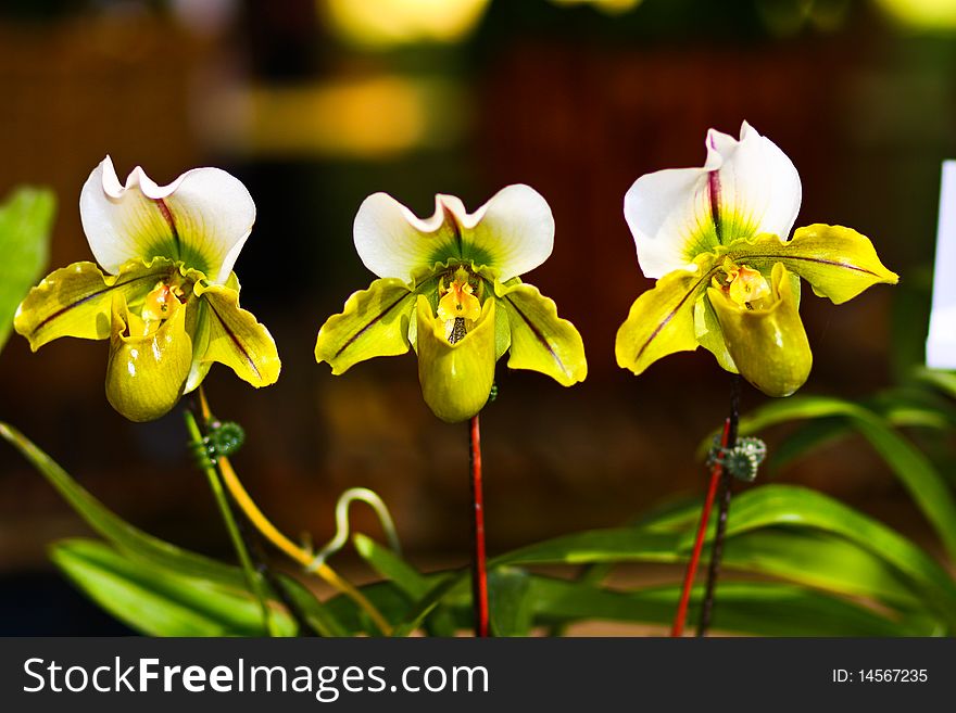 Threesome Orchid
