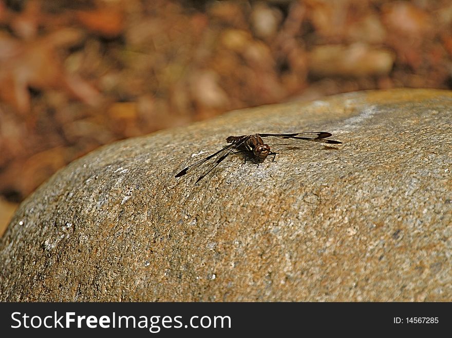 Dragonfly Resting In The Sun