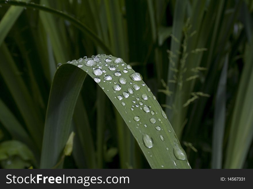 Dew Drops On The Leaf